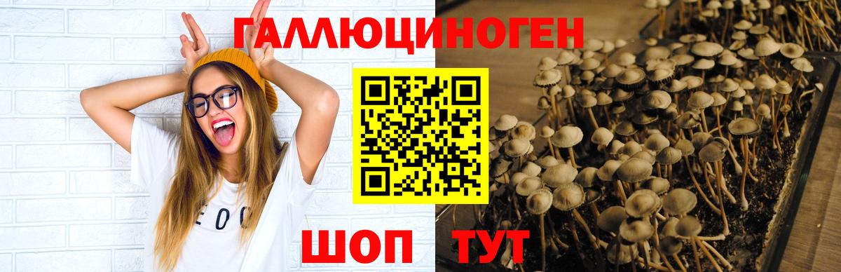 Галлюциногенные грибы GOLDEN TEACHER Йошкар-Ола